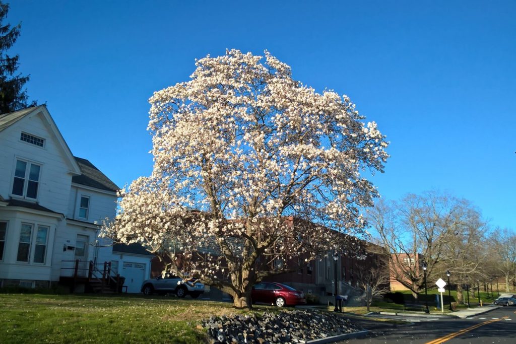 Star Magnolia tree