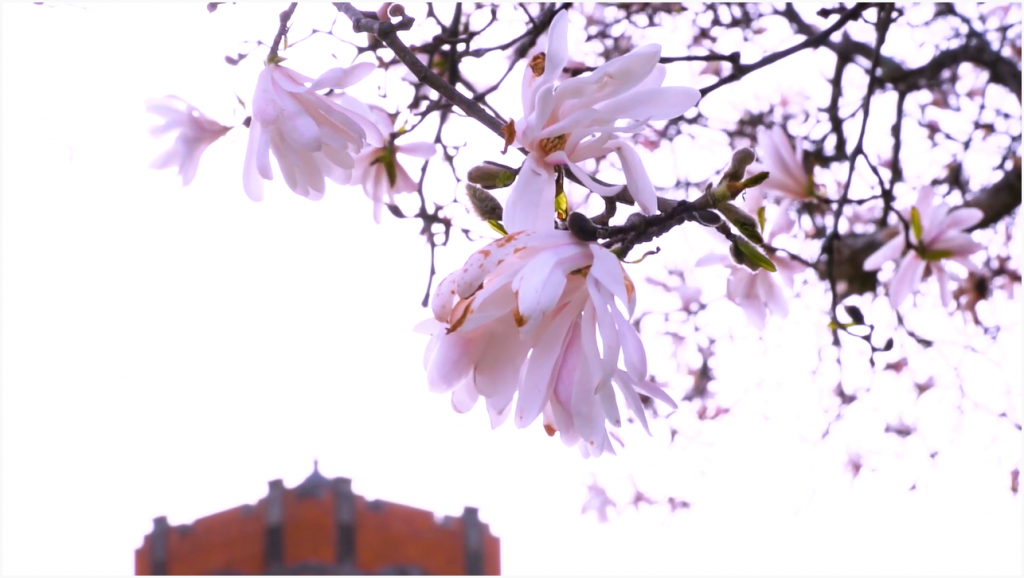 A still frame from a video showing trees in bloom at UConn Storrs.