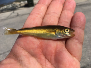 Hannes Baumann's team discovered juvenile pollock fish, pictured above, after missing weeks of research. (Photo by Hannes Baumann)