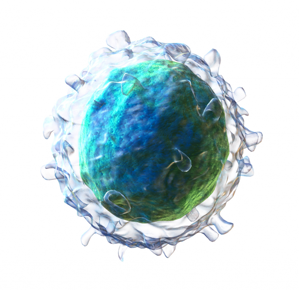 3D rendering of a B cell