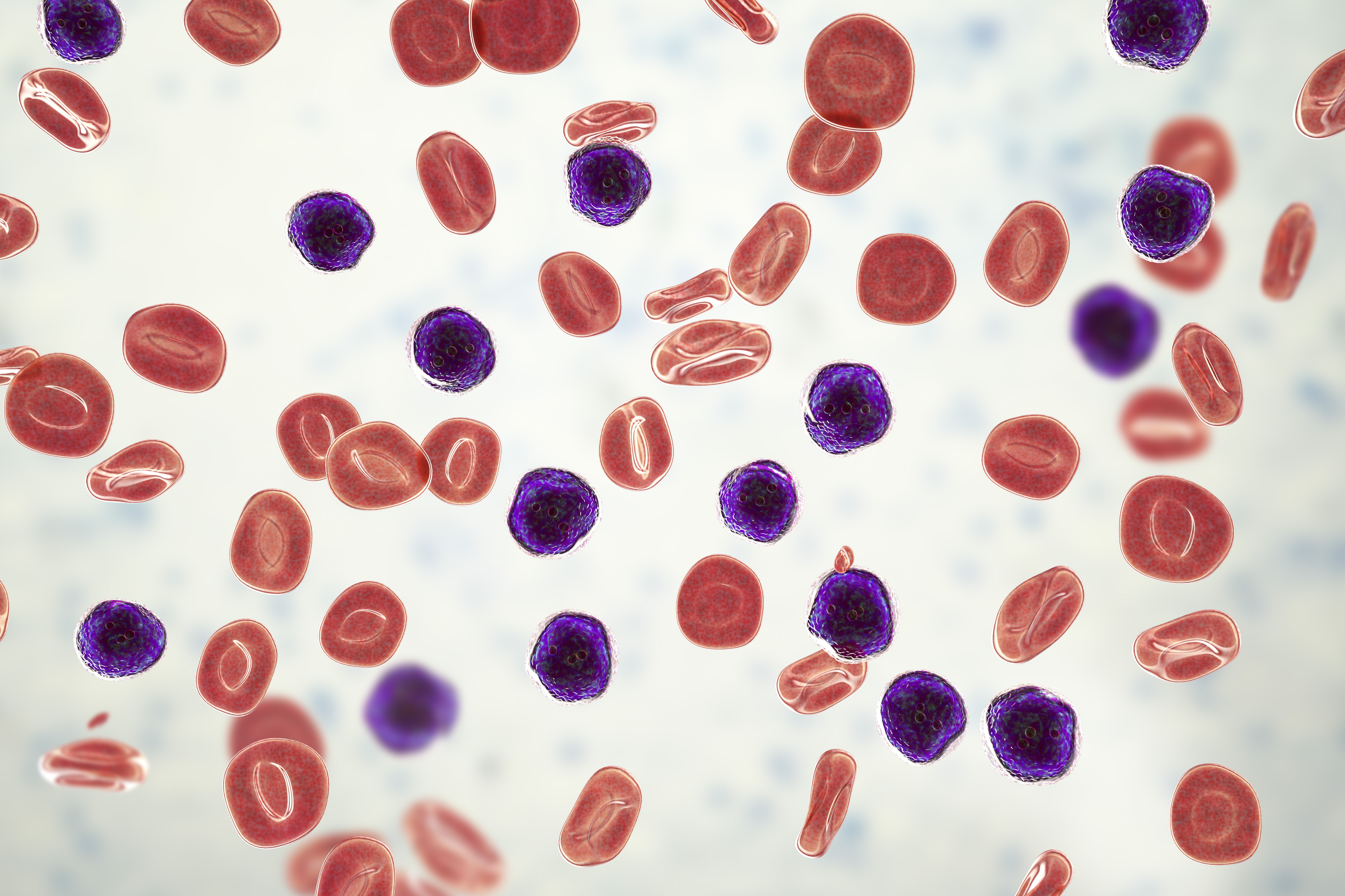 lymphoblast cell