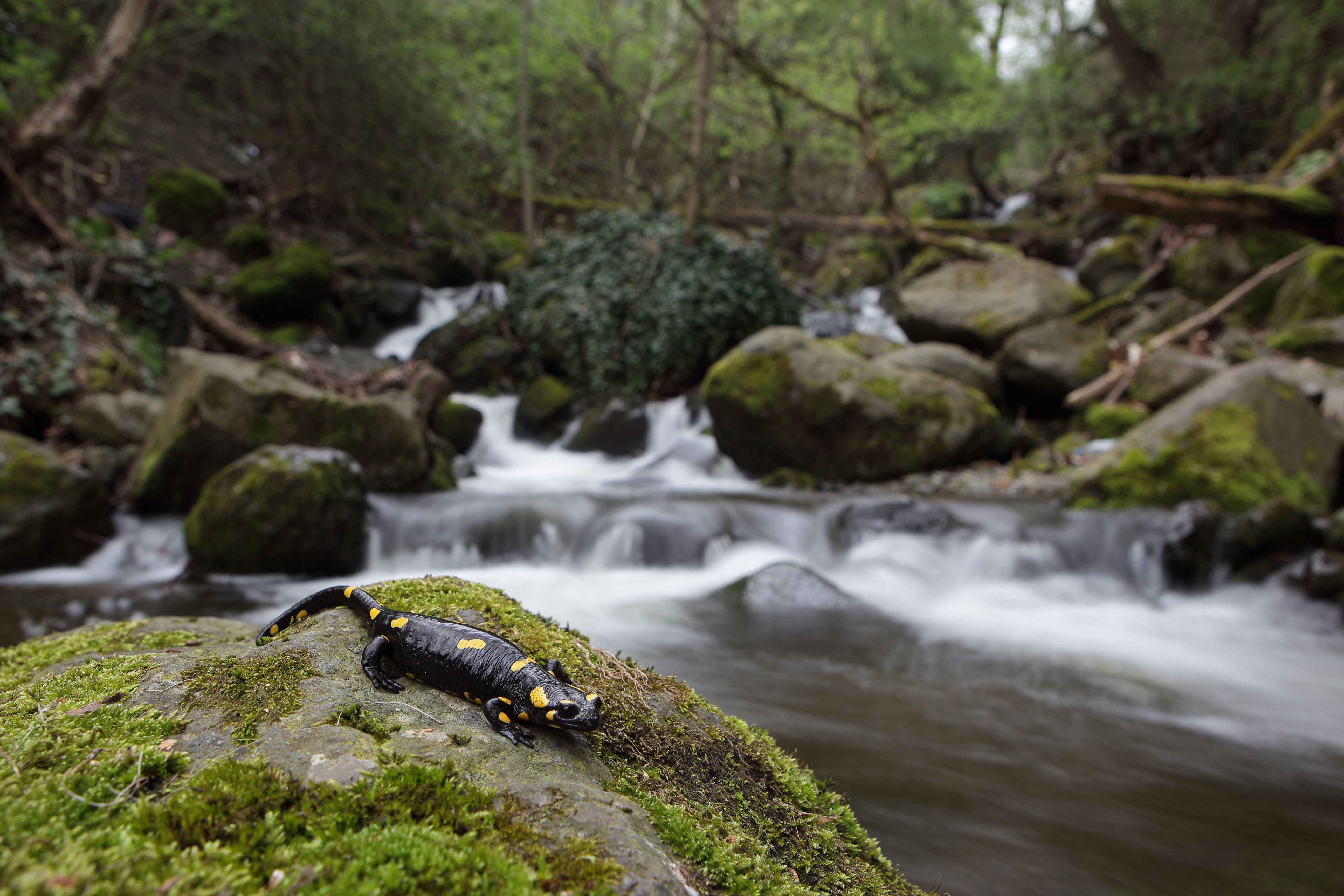 Fire salamander by a mountain stream