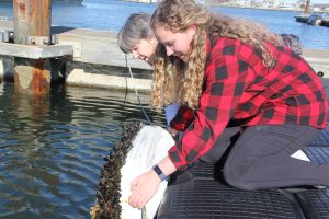 UConn Marine Sciences Professor Sandra Shumway, center, checks on mussels growing off the docks at UConn Avery Point with graduate student Hannah Collins. The shellfish will be used as part of a microplastics research project.