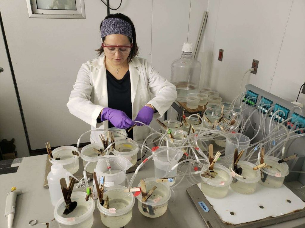 UConn doctoral student Kayla Mladinich adjusts tubes used to feed microplastics to shellfish in the lab.