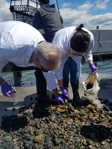 UConn Marine Sciences Professor Evan Ward, left collects oysters with doctoral student Kayla Mladinich for an earlier phase of the microplastics research in 2018.