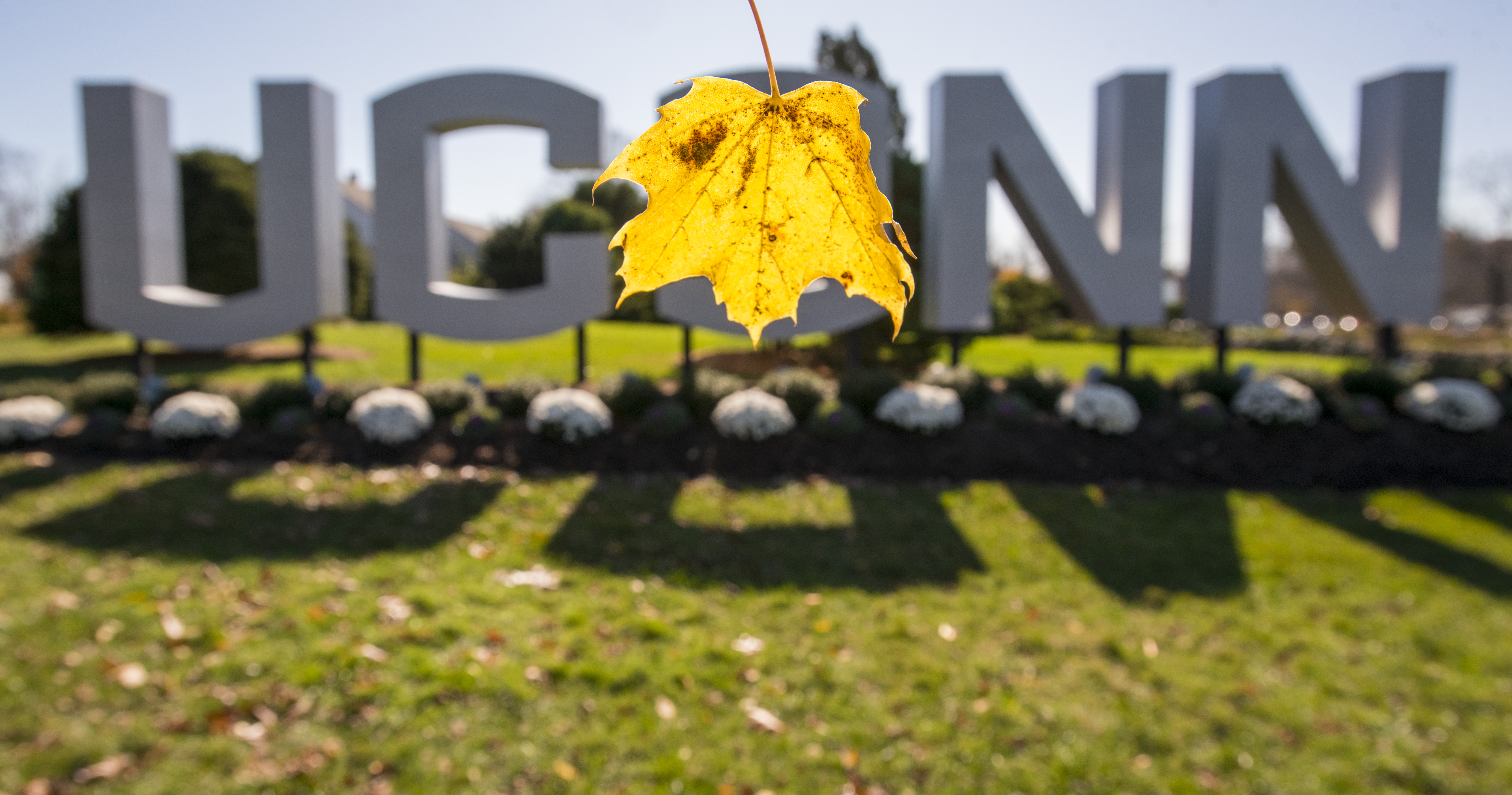 Leaves illuminated by sunlight as they drift in front of the large UConn sign on the Storrs campus