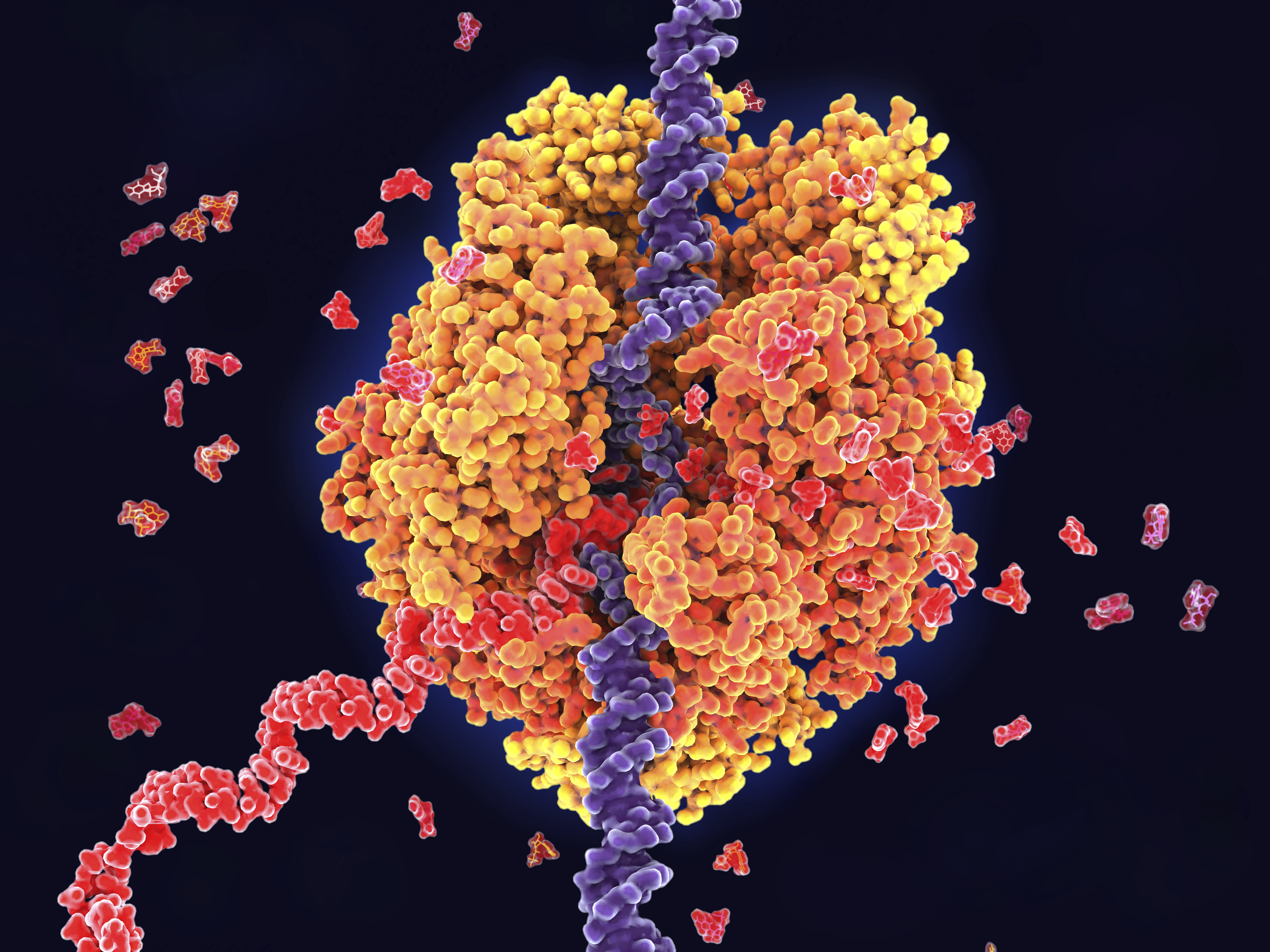 Illustration of RNA polymerase II in action in yeast. RNA (ribonucleic acid) polymerase II (orange) functions in the nucleus in the process of transcription. It unwinds the DNA (deoxyribonucleic acid) double helix (violet), and uses its nucleotide sequence as a template to produce a strand of complementary messenger ribonucleic acid (mRNA, red). RNA polymerase II recognises a start sign on the DNA strand and then moves along the strand building the mRNA until it reaches a termination signal. This single-stranded mRNA will subsequently be translated in the cytoplasm to produce a particular protein.