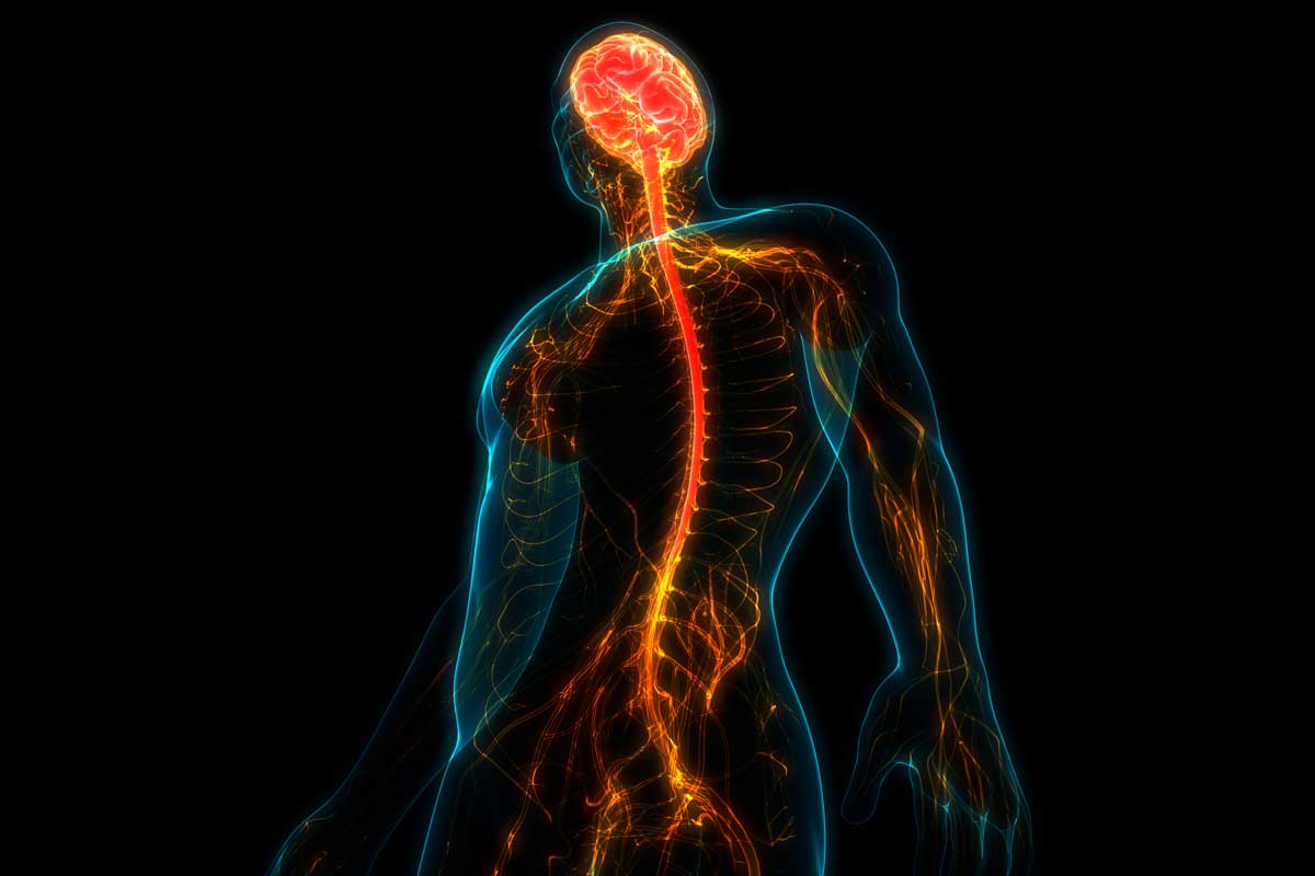 anatomic image of central nervous system