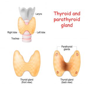 Thyroid, and parathyroids glands front and back view on white background. Thyroid, trachea and larynx. Vector diagram. Medical illustration.