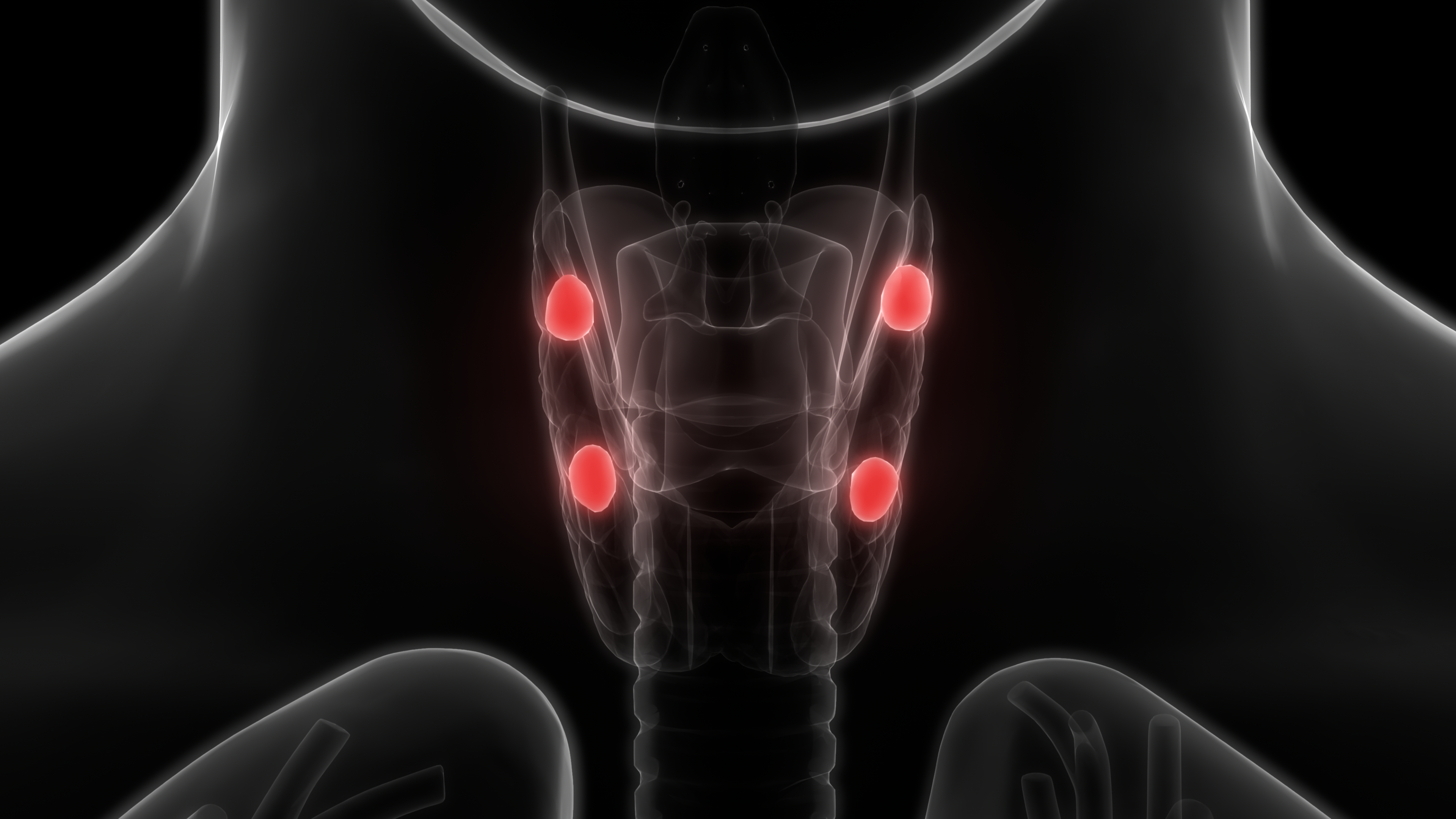 A medical illustration showing the location of the parathyroid glands on the human body.