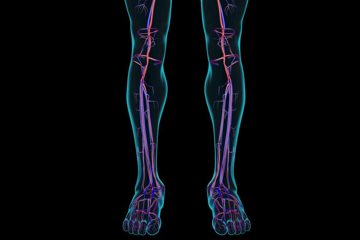 anatomic diagram of vascular system in legs