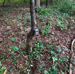 One of the well-hidden camera traps for the Snapshot USA wildlife inventory project, tied to a tree near UConn Storrs
