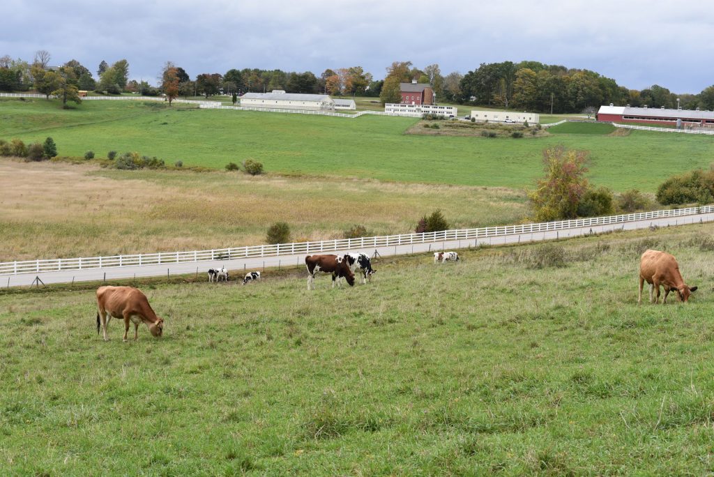 Jersey and Holstein cows graze on Horsebarn Hill in Storrs.