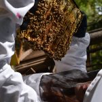 Megan Chiovaro inspects honeybee hives at Keney Park (Jaclyn Severance/UConn Photo)