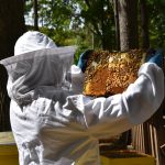 Megan Chiovaro inspects honeybee hives at Keney Park (Jaclyn Severance/UConn Photo)