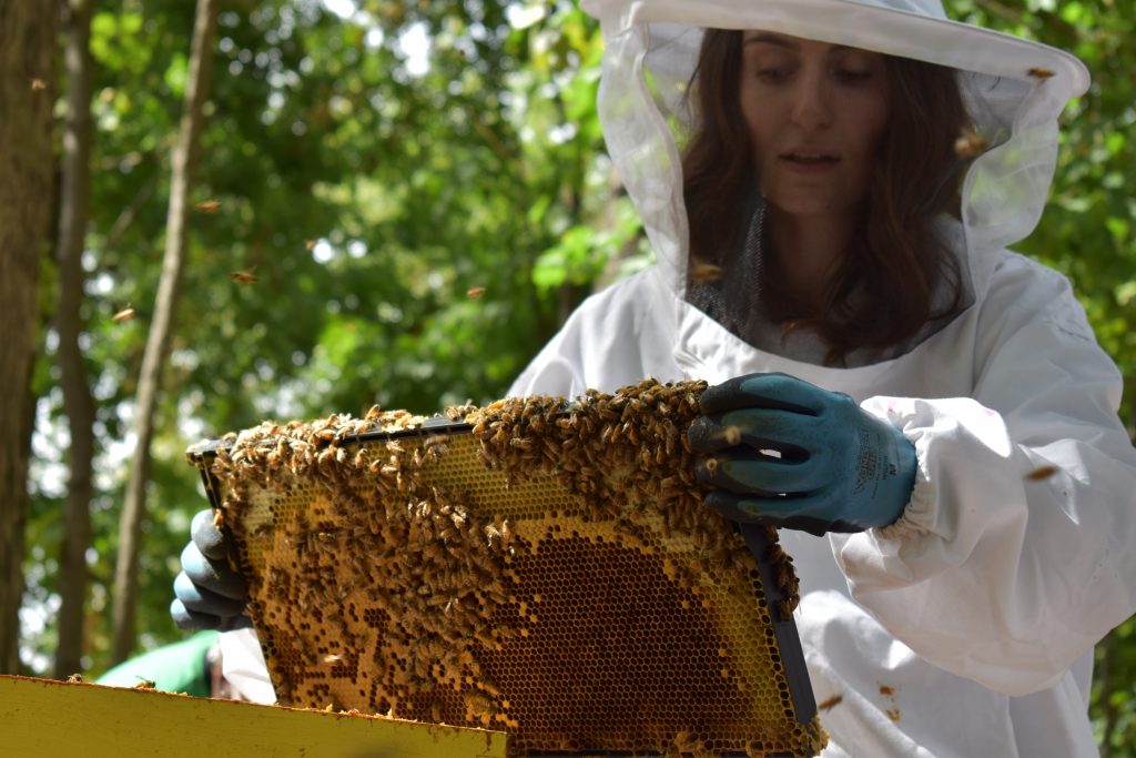 UConn student Megan Chiovaro, in beekeeping gear, inspects a honeybee hive as part of her research.