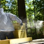 Megan Chiovaro uses fragrant smoke to calm the honeybees (Jaclyn Severance/UConn Photo)