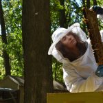 Megan Chiovaro works with honeybees at Hartford's Keney Park (Jaclyn Severance/UConn Photo)