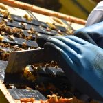Megan Chiovaro works with honeybees at Hartford's Keney Park (Jaclyn Severance/UConn Photo)