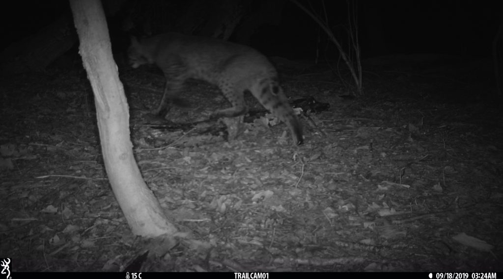 A bobcat caught in the night-vision of a wildlife camera near UConn Storrs