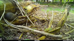 A woodchuck emerges from a fallen log, caught on camera for the Snapshot USA wildlife inventory project.