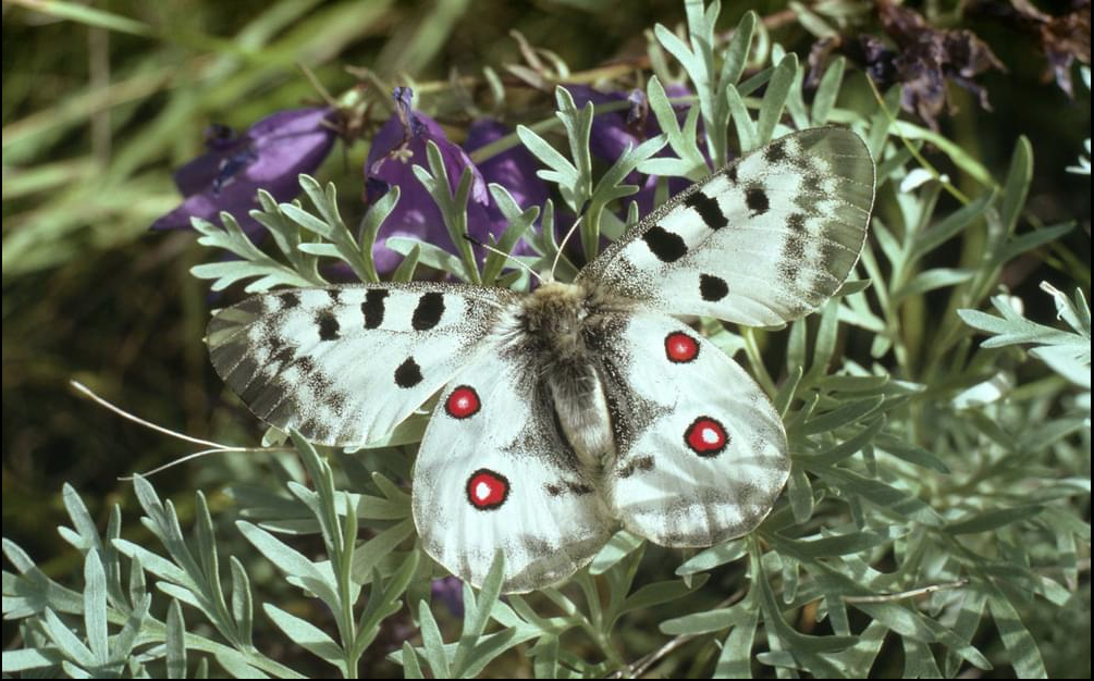 A European Grasslands butterfly, which has seen a 49 percent population drop in recent years, according to new research.