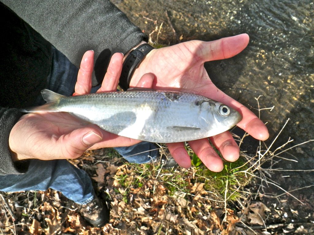 An alewife fish being held by a person
