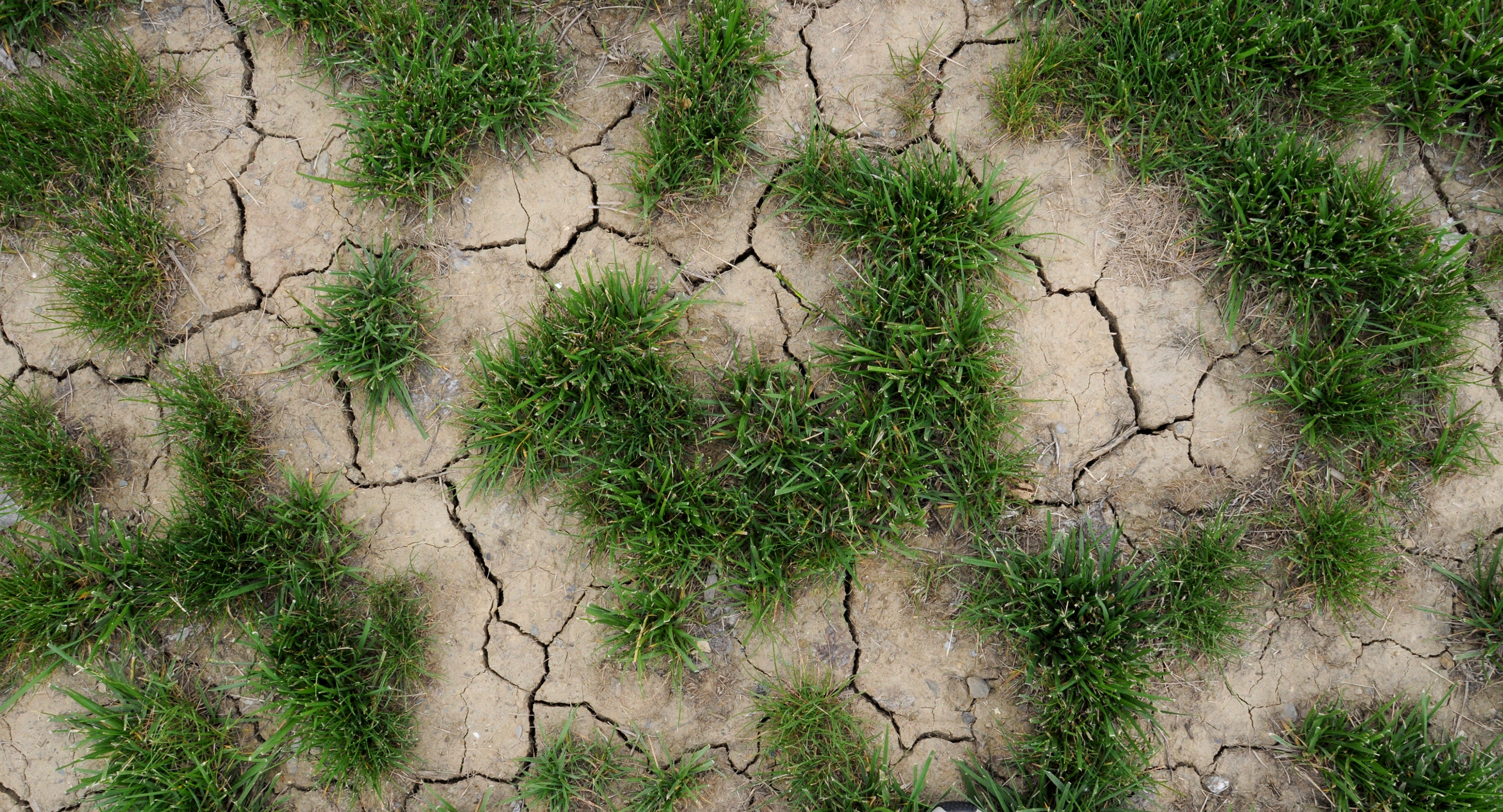 Dry soil and grass, caused by drought.