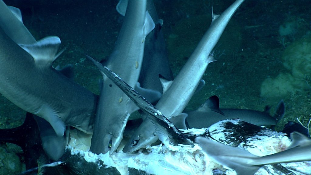 Underwater images of sharks feasting on a large carcass.
