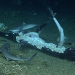 An image of the "shark feast" from cruise EX1903L2 dive 7, (NOAA Office of Ocean Exploration and Research)