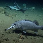 A wreckfish eating a smaller fish near the scene of a shark feast.  (NOAA Office of Ocean Exploration and Research)