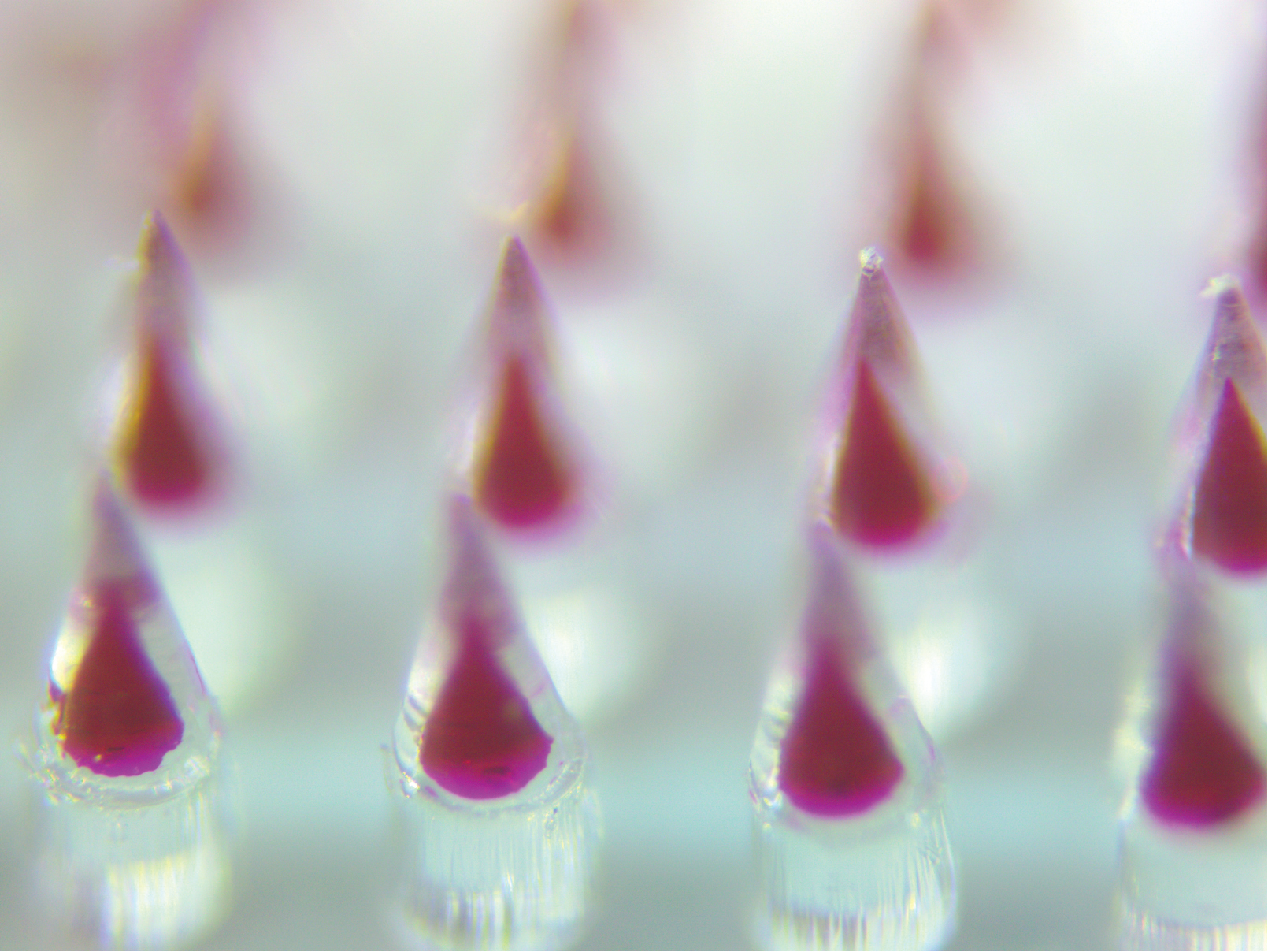 A closeup of the tiny tips of the microneedles on the patch developed by UConn researchers.