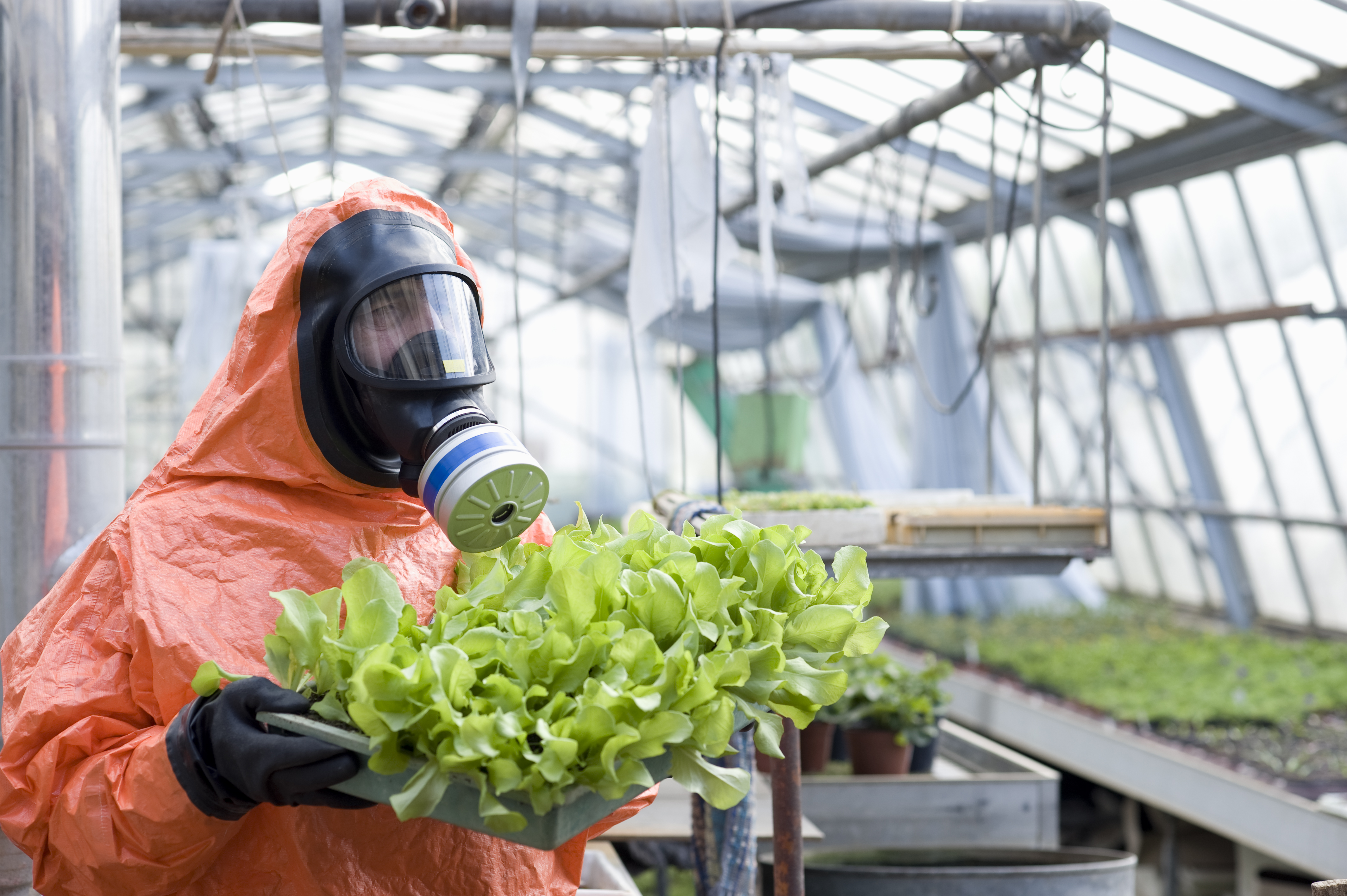 A person in a hazmat suit with a gas mask holds a tray of lettuce in a greenhouse, illustrating the idea that E. coli bacteria like the type that can be found in some types of vegetables can be deadly to humans.