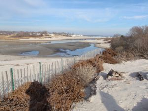 Old Christmas trees help preserve beaches along the Waterford shoreline
