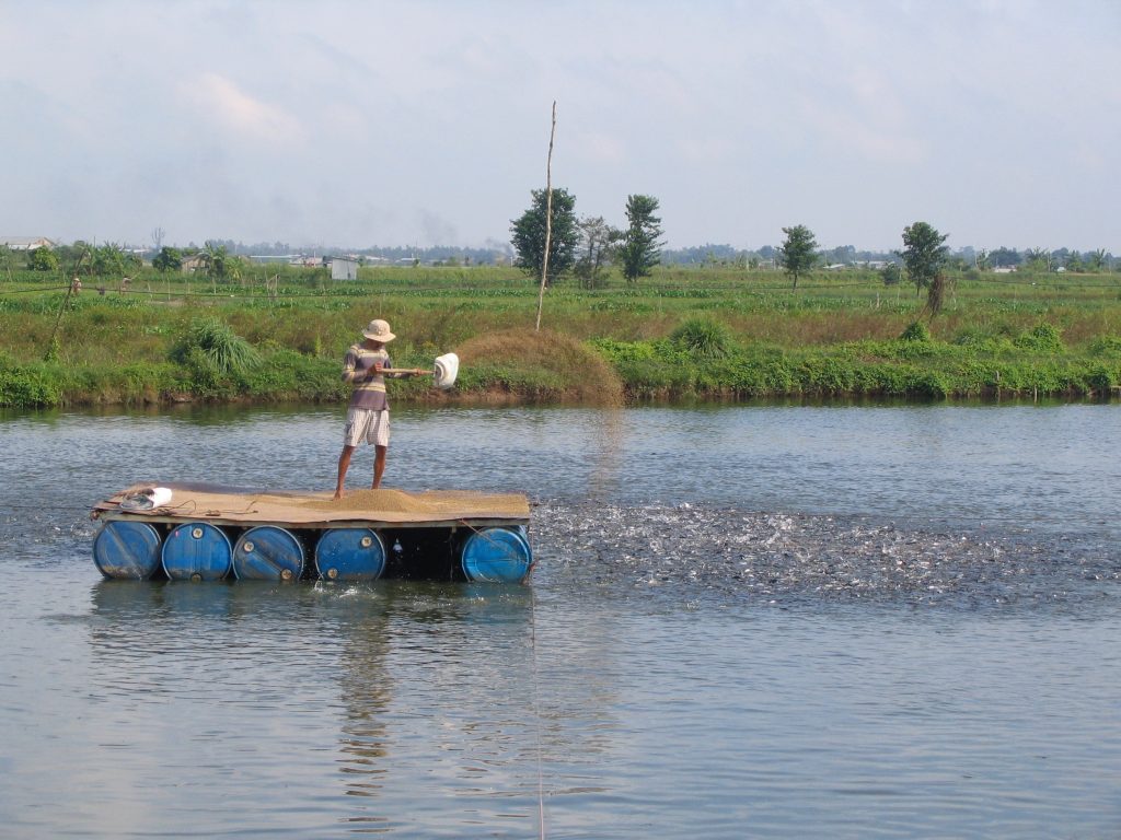 An aquaculture worker on a pond in Vietnam