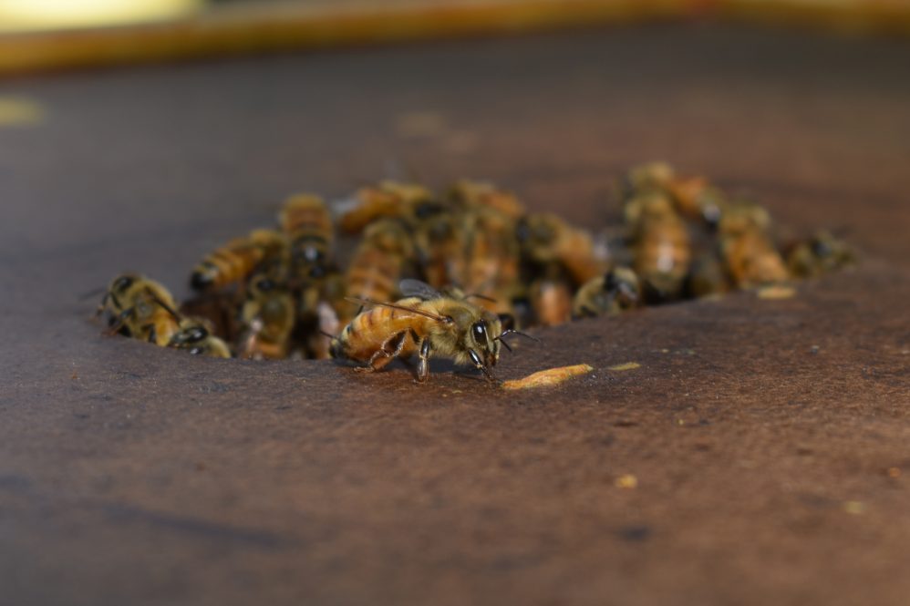 close up shot of bees