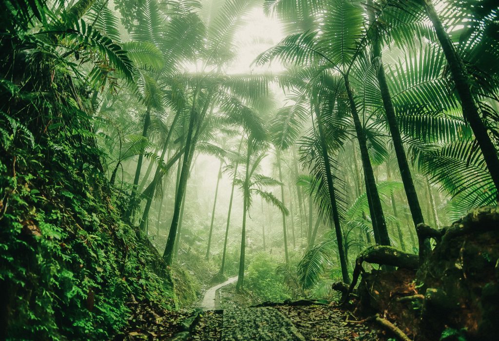Tropical path in the fog at El Yunque National Rain Forest in Puerto Rico