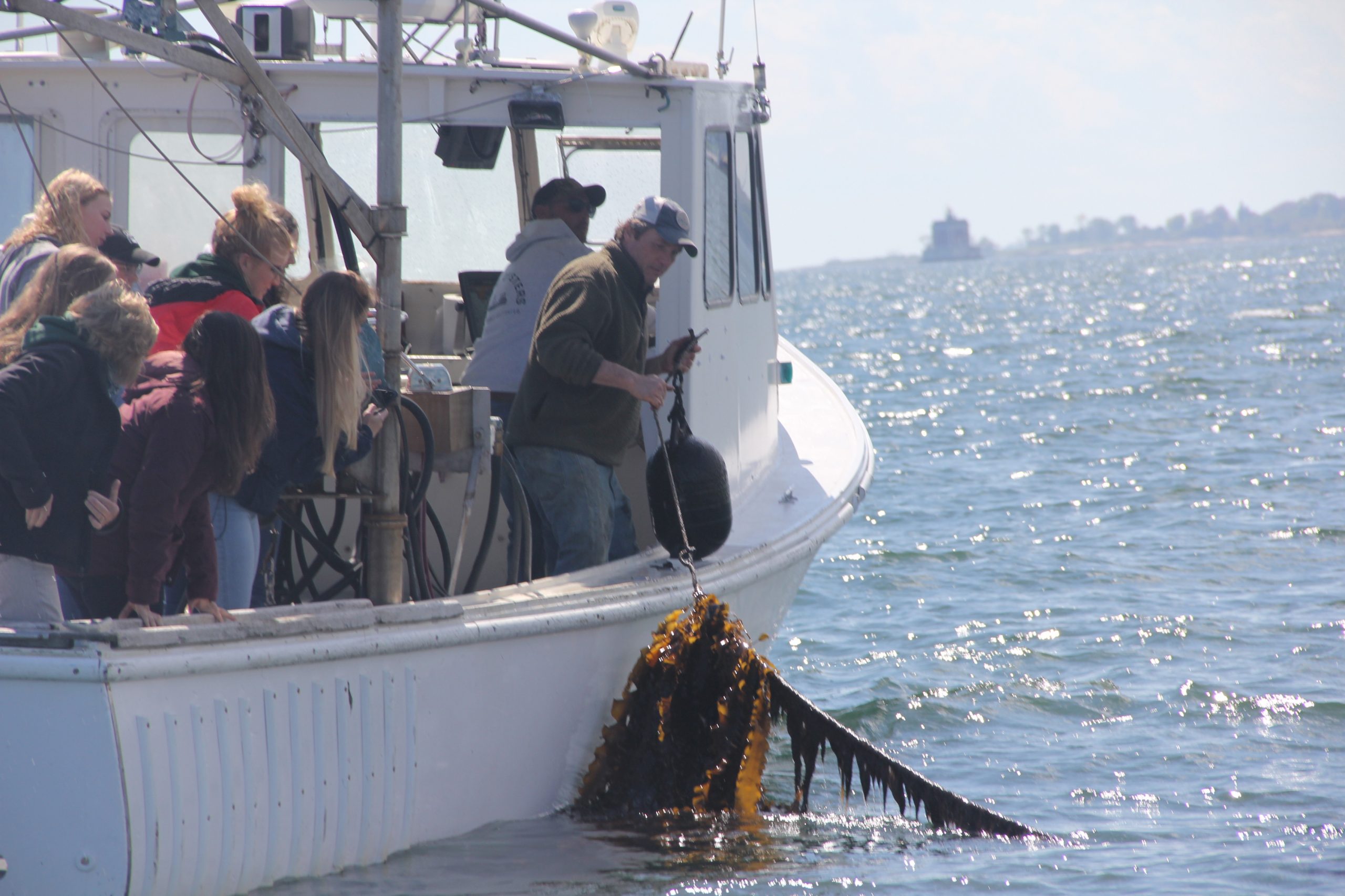 Ct Sea Grant-led Project Looks To Unlock Potential Of Seaweed Industry 