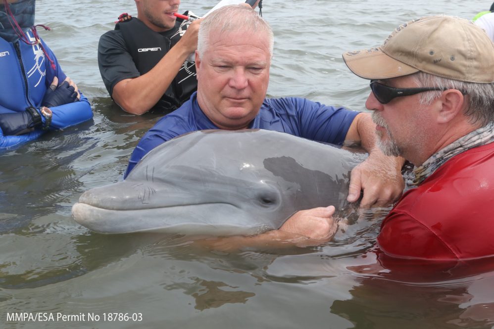 De Guise, in the red shirt, and other researchers perform field capture of a dolphin to be sampled. The dolphins undergo veterinary examination, including blood sampling for immune functions measurements