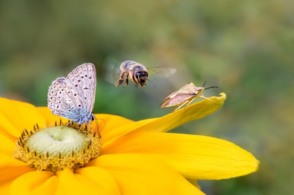Three different types of insect together on a wild flower, illustrating the kind of biodiversity and role in the food web that insects play.