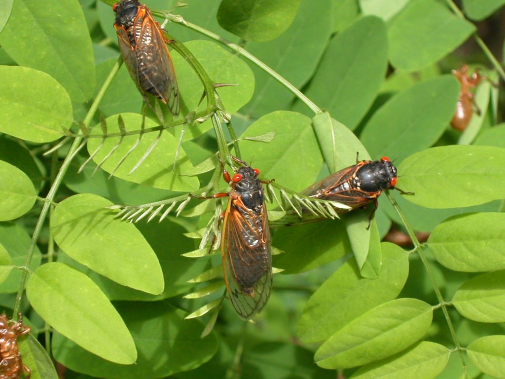Brood X cicadas in Virginia in 2004.