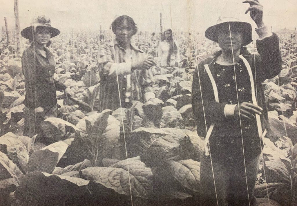 In this 1982 Hartford Courant image, Laotian refugees work on a plantation in Simsbury.