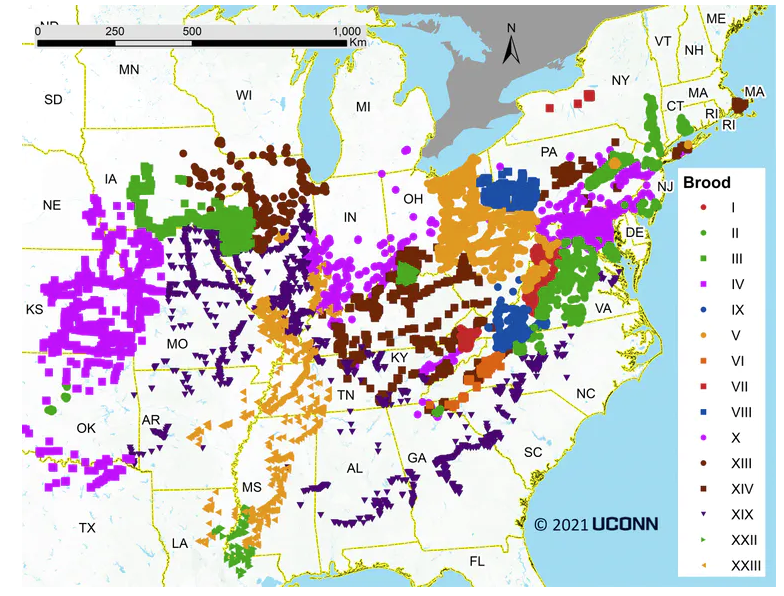 A map showing how Broods of periodical cicadas, identified by Roman numerals, emerge on 13- or 17-year cycles across the eastern and midwestern U.S.