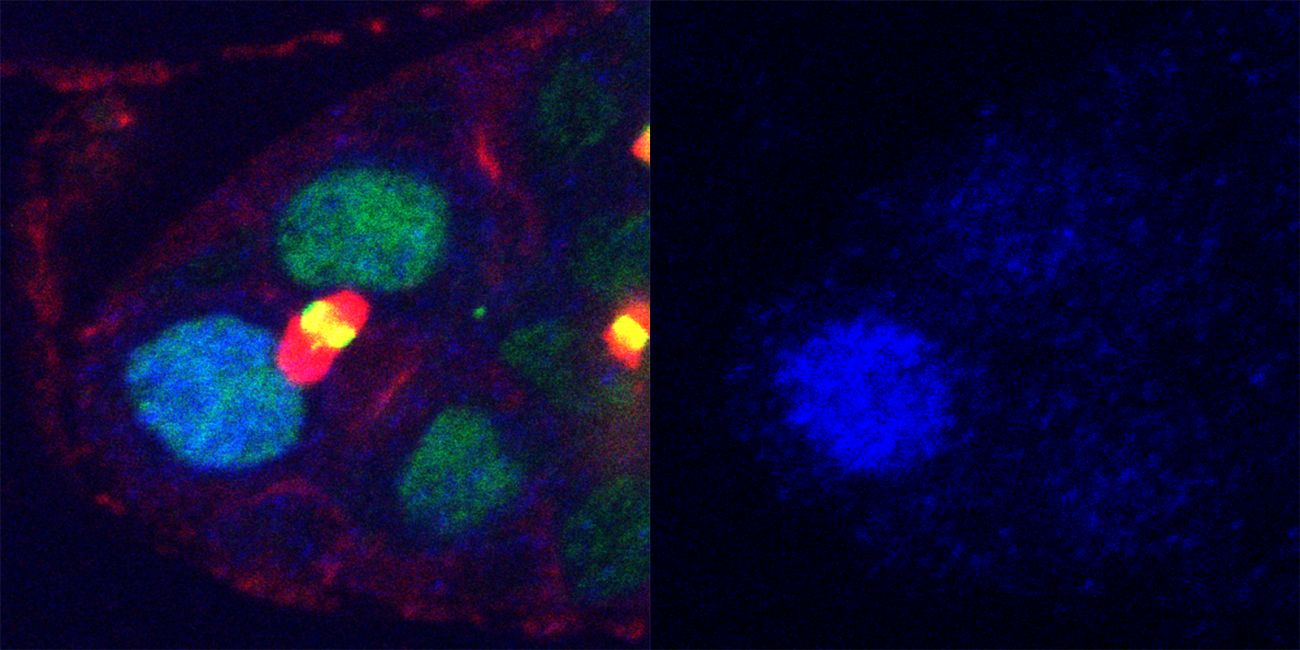The lefthand image shows two cells just after they have divided; the turquoise cell on the upper left remains a germline stem cell, while the green cell on the lower right is transforming into an egg cell. The right hand image shows the concentration of active Mad in the cells. The germline stem cell on the upper left has much more active Mad, and so is a brighter blue than the egg cell.