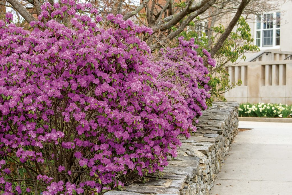 Trees and shrubs blooming across campus