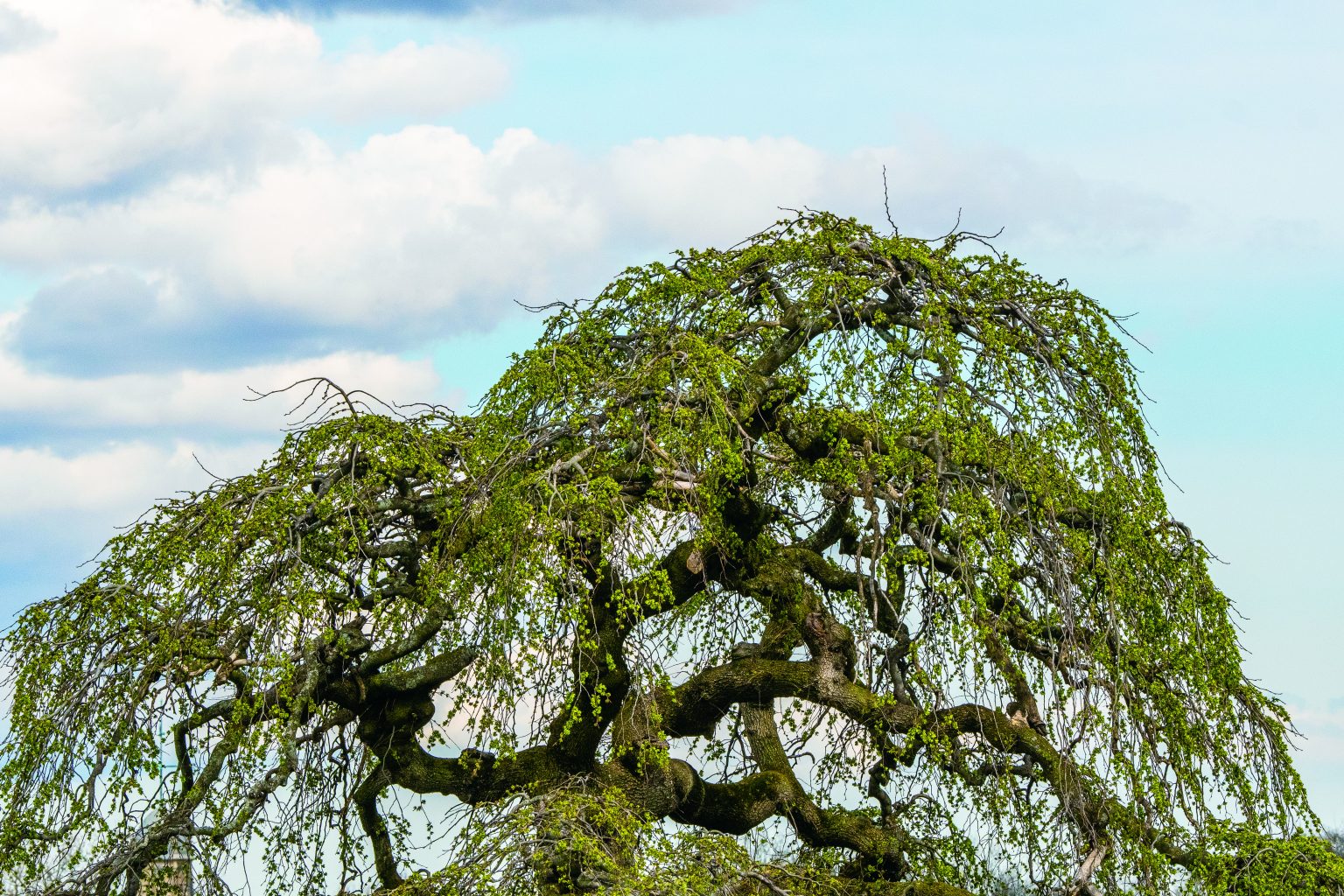 The Story of the Tree Has Artistic and Scientific Branches - UConn Today