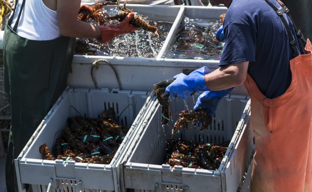 Two fishermen in Maine are sorting the fresh lobsters that they caught in to separate bins by size just before they sell them at market.