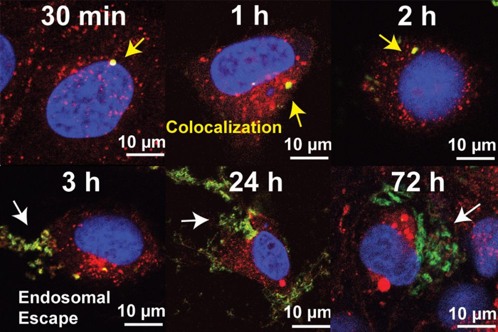 Nanotube bundles (yellow) containing RNA enter a cell. From left to right, the images show the endosomes (red) surrounding the nucleus (blue) of the cell begin to swell. Around the 3 hour mark, the endosomes burst and spill the RNA payload (green). The RNAs spread throughout the cell over the next two days.