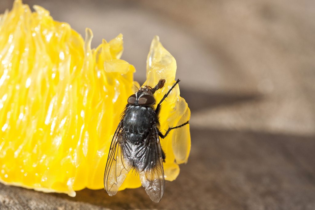 Flies smell using their antennae, and learning more about how that works yields important information for researchers.