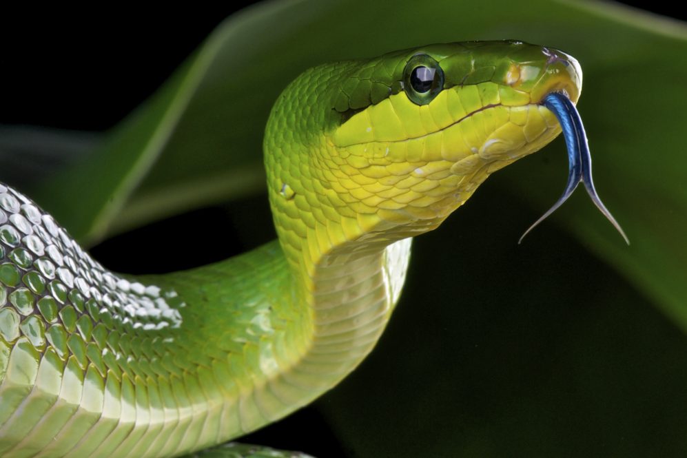 The snake's flickering tongue generates two pairs of small, swirling masses of air, or vortices, that act like tiny fans, pulling odors in from each side and jetting them directly into the path of each tongue tip.